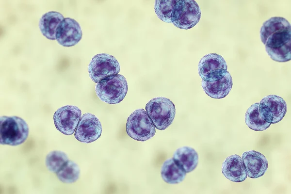 Streptococcus Pneumoniae Βακτήρια Εικόνα Επίσης Γνωστό Πνευμονιόκοκκος Αυτό Gram Θετικό — Φωτογραφία Αρχείου