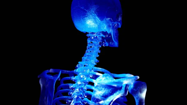 Ilustracja Ludzkiego Grzbietu Szkieletowego — Zdjęcie stockowe