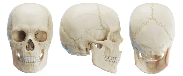 Kafatası Beyaz Arkaplanda Resimleme — Stok fotoğraf