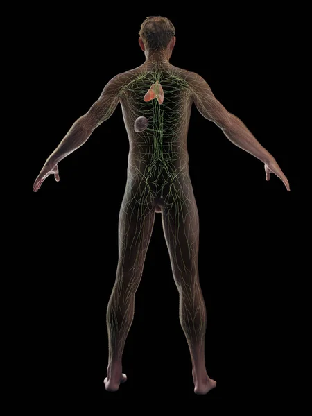 Male Immune System Illustration — Stock Photo, Image