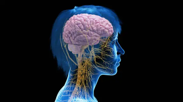 Sistema Nervoso Central Feminino Ilustração — Fotografia de Stock