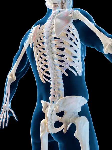 Skeletal Σύστημα Απεικόνιση Στο Παρασκήνιο — Φωτογραφία Αρχείου
