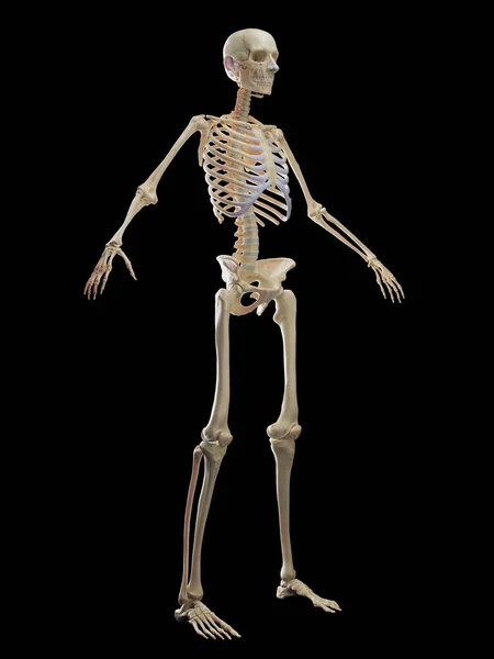 Système Squelettique Masculin Illustration — Photo