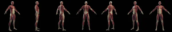 男性の筋肉システム イラスト — ストック写真