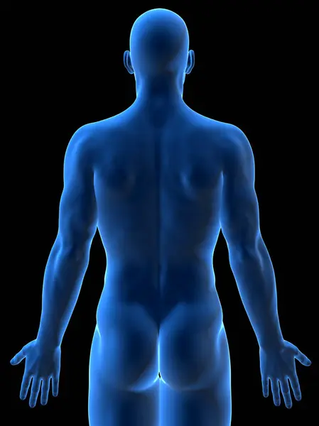 Erkek Vücudunun Gösterimi — Stok fotoğraf
