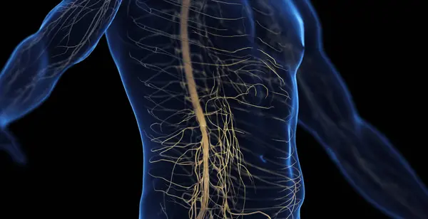 Sistema Nervoso Addominale Maschile Illustrazione — Foto Stock
