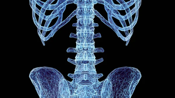 Ανθρώπινα Οστά Της Σπονδυλικής Στήλης Απεικόνιση — Φωτογραφία Αρχείου