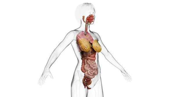 Internal Organs Illustration Background — Stock Photo, Image