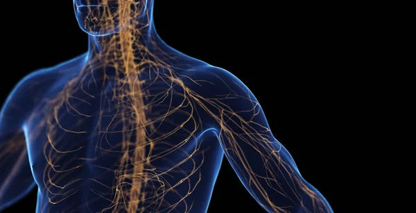 Sistema Nervoso Maschile Illustrazione — Foto Stock