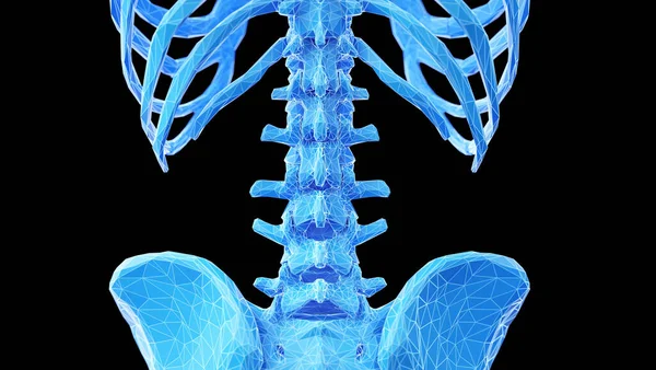 Menschliche Rückenknochen Illustration — Stockfoto