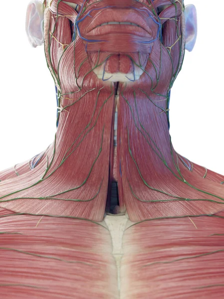 Male Superficial Neck Muscles Illustration — Stock Photo, Image