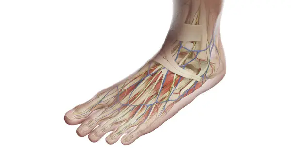 Anatomy Left Foot Illustration — Stock Photo, Image