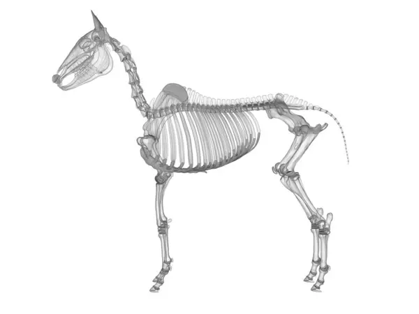Illustrazione Dello Scheletro Cavallo — Foto Stock
