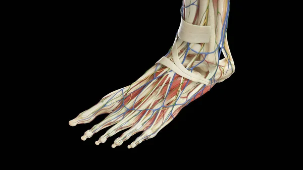 Анатомия Левой Ноги Иллюстрация — стоковое фото