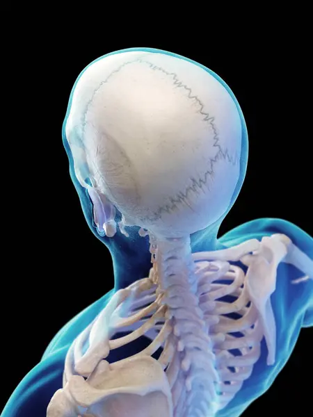 Bones Head Upper Back Illustration — Stock Photo, Image