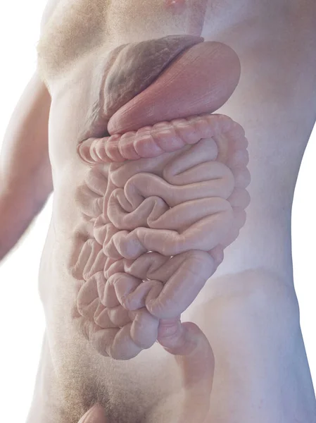 Sistema Gastrointestinal Masculino Ilustración — Foto de Stock