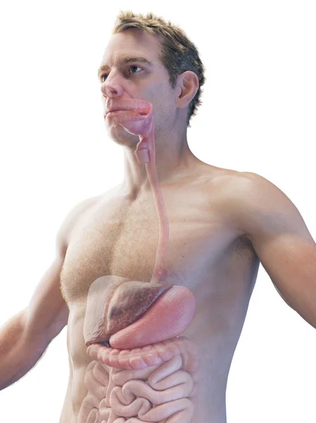 Male Internal Organs Illustration — Stock Photo, Image
