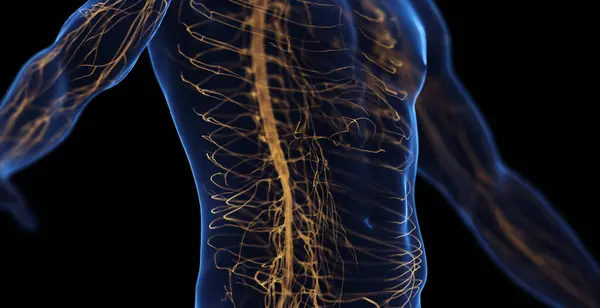 Мужская Брюшная Нервная Система Иллюстрация — стоковое фото