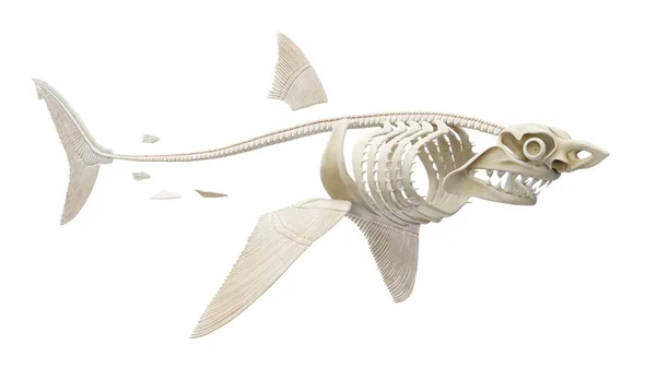 Illustration Squelette Requin — Photo