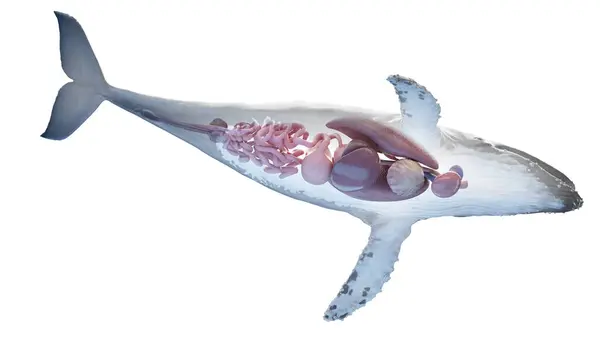 クジラ解剖学のイラスト — ストック写真