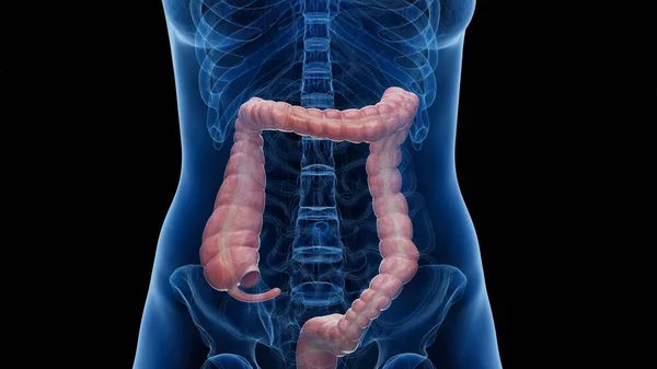 ヒト結腸のイラスト — ストック写真