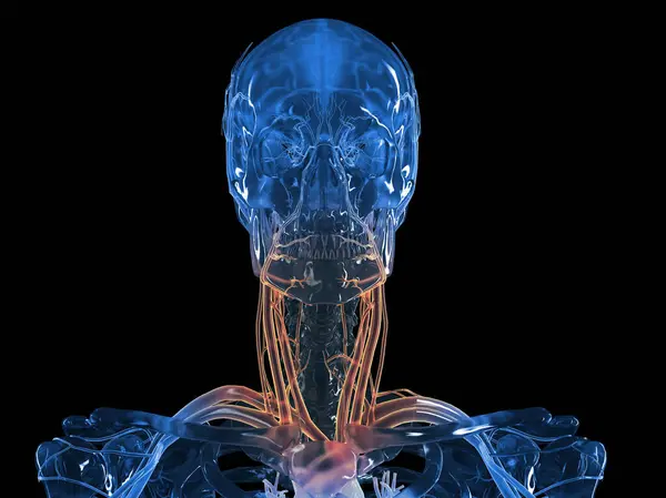 Sistema Vascular Del Cuello Ilustración — Foto de Stock