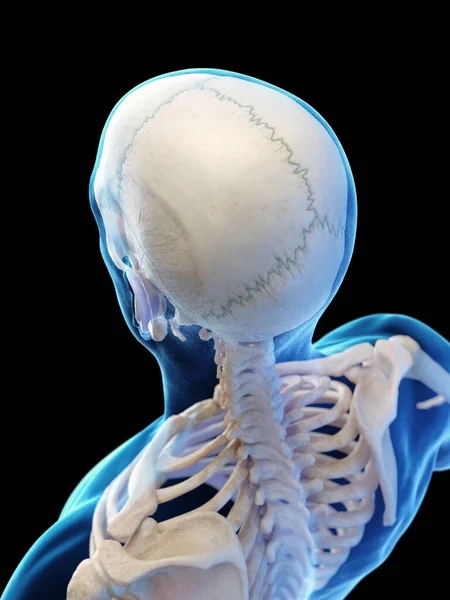 Bones Head Upper Torso Illustration — Stock Photo, Image