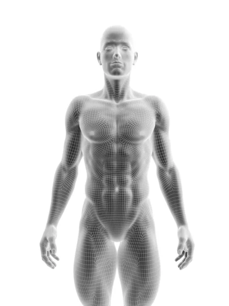 Erkek Vücudunun Gösterimi — Stok fotoğraf