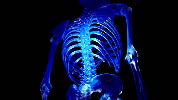 人間の骨格バックの図 — ストック写真