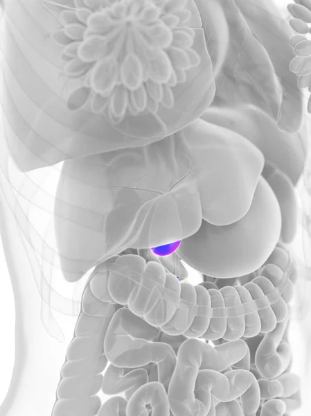 女性胆嚢のイラスト — ストック写真