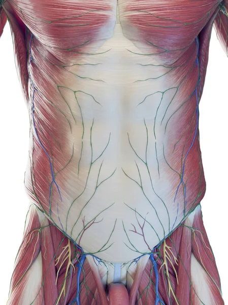男性腹部肌肉 — 图库照片