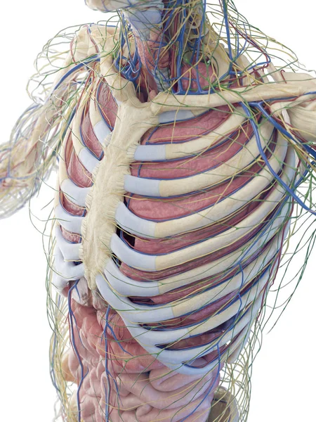 Anatomía Del Torso Humano Ilustración —  Fotos de Stock