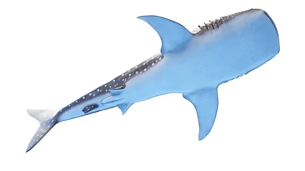 Illustration Whale Shark — Stock Photo, Image