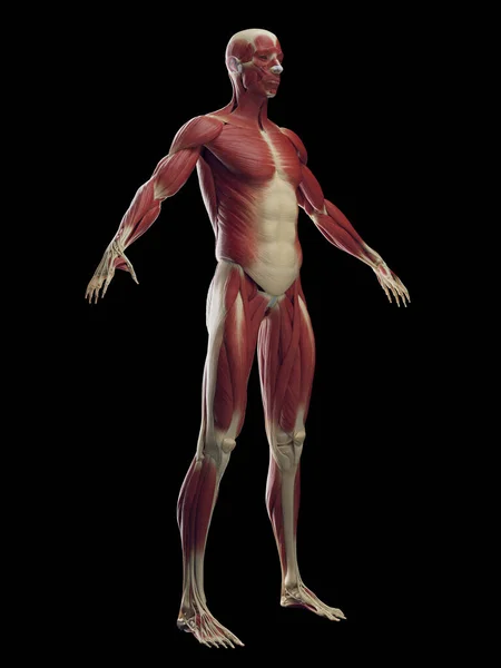 Manligt Muskelsystem Illustration — Stockfoto