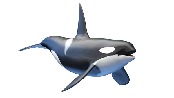 キラー クジラのイラスト — ストック写真