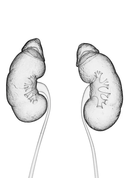 Illustratie Van Menselijke Nieren Illustratie — Stockfoto