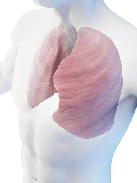 인간의 호흡기 시스템 일러스트 — 스톡 사진