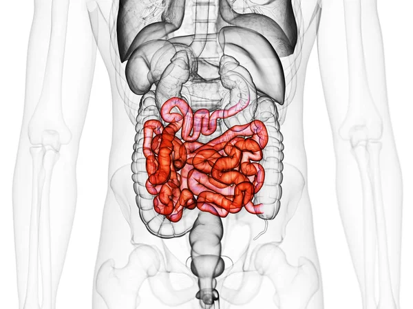 小腸のイラスト — ストック写真