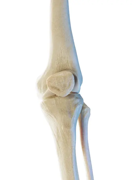 Huesos Rodilla Masculinos Ilustración — Foto de Stock