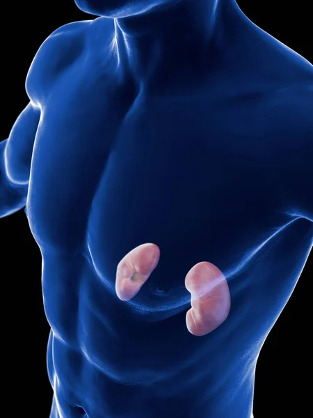 Abbildung Menschlicher Nieren — Stockfoto