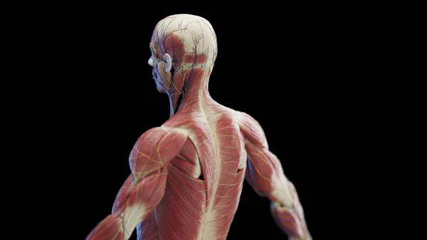 男性の背中の筋肉 イラスト — ストック写真