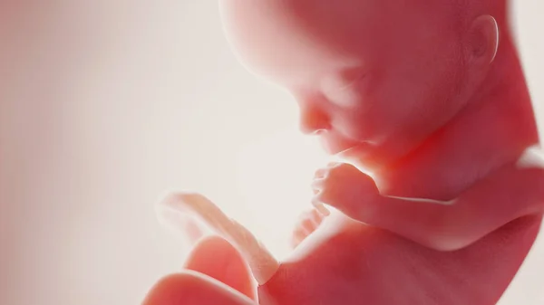 Έμβρυο Την 15Η Εβδομάδα Εικονογράφηση — Φωτογραφία Αρχείου