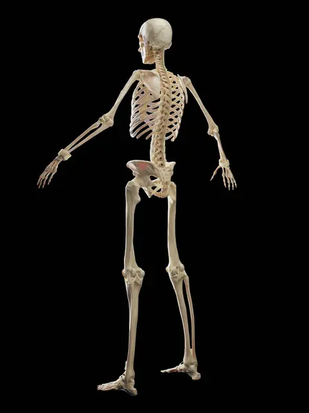Männliches Skelettsystem Illustration — Stockfoto