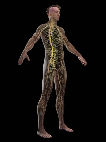 Mužský Nervový Systém Ilustrace — Stock fotografie