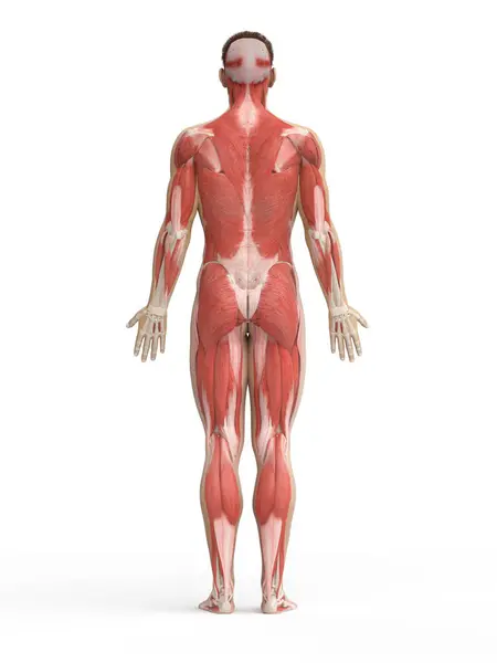 Human Muscle System Illustration — Stock Photo, Image