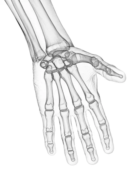 Bones Hand Illustration — Stock Photo, Image