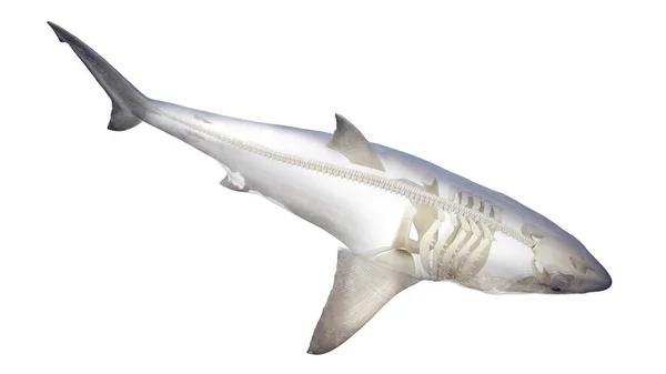 Ilustração Esqueleto Tubarão — Fotografia de Stock