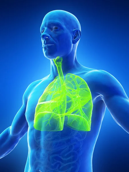 Sistema Respiratório Humano Ilustração — Fotografia de Stock