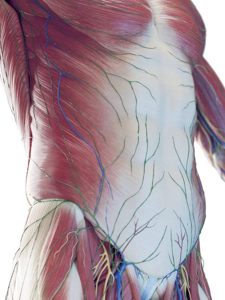 Manliga Magmuskler Illustration — Stockfoto