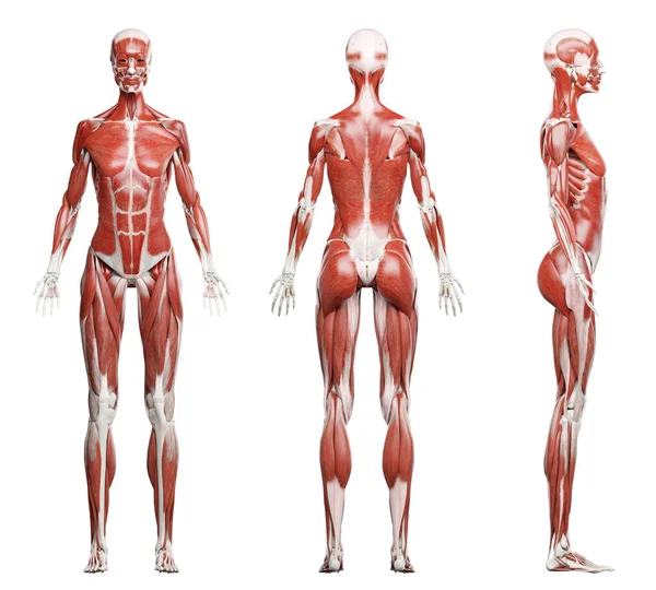Kobiece Mięśnie Ilustracja Tle — Zdjęcie stockowe